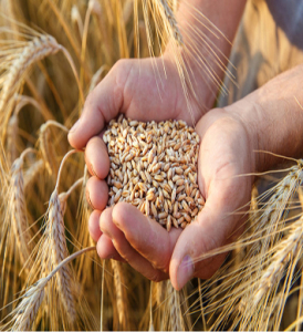 We manufacture and supply seeds. We have our own seeds manufacturing plant. We help produce the best quality seeds in Bangladesh.