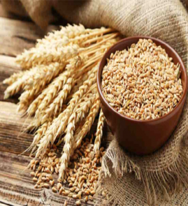 We manufacture and supply seeds. We have our own seeds manufacturing plant. We help produce the best quality seeds in Bangladesh.